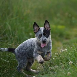 Australian Cattle Dog and Collie Puppies from Blackberry Hills