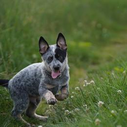 Australian Cattle Dog and Collie Puppies from Blackberry Hills