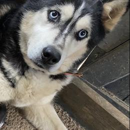 Lilly - Siberian Husky