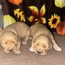 2nd pick golden retriever female - Golden female Golden Retriever puppy in Monticello, Iowa from Ashley’s Puppies