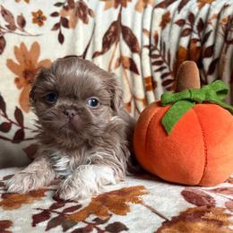 Sneezy - Liver male Shih Tzu puppy in Las Vegas, Nevada from Vegas Shih Tzus