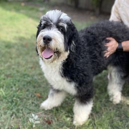 Arwen - Bernedoodle