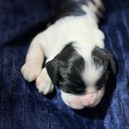 Black and white male 2 - Black and white male Cocker Spaniel puppy in Yuma, Arizona from Retrograde Kennels