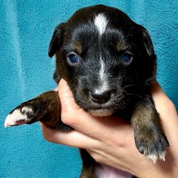 Girl 2 - Black tri Miniature American Shepherd puppy in Ava, Missouri from Blue Blood Mini Aussies