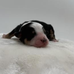Tricolor Girl 1 - Tri-color female Bernedoodle puppy in Montverde, Florida from Central Florida Bernedoodles