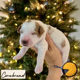 Cornbread - Parti male Goldendoodle puppy in Aubrey, Texas from The Parrish Doods
