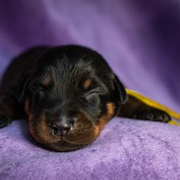 Impact - Black and rust male Beauceron puppy in Medina, Ohio from Beaucerons Des Vents