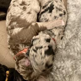 Goldendoodle, Labradoodle, and Sheepadoodle Puppies from The Parrish Doods