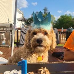 Cavapoos from Jalyse Garcia's Cavapoos