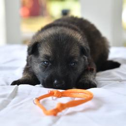 Orange - Sable female German Shepherd puppy in Louisburg, North Carolina from C6 Ranch & Shepherds