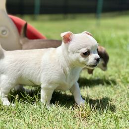 Border Collie and Chihuahua Puppies from Brooks Grove Canines LLC