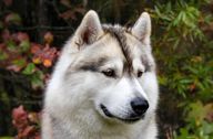 Adult grey husky headshot with a pretty background of leaves