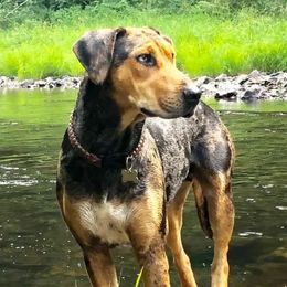 Bristol - Catahoula Leopard Dog