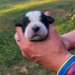 Green collar - Black and white male English Springer Spaniel puppy in Sterling, Michigan from Springerdoodles In MI