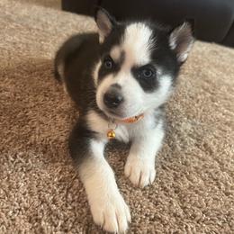 Siberian Husky Puppies from Dave’s Husky’s