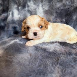 Lil Benedict - Blenheim male Cavalier King Charles Spaniel puppy in Knoxville, Tennessee from Rocky Top Cavapoos