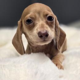 Juliet - Fawn (isabella) and tan female Dachshund puppy in Mcminnville, Tennessee from Red Barn Farms Minis