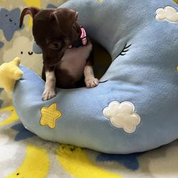 Chihuahua Puppies from CMW Interstellar Kennel