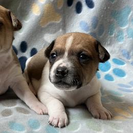 Boston Terriers and Rat Terriers from Sugar Baby Bostons
