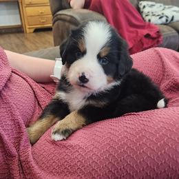 Tammy - Black rust and white female Bernese Mountain Dog puppy in Auburn, Indiana from Swamp Creek Berners