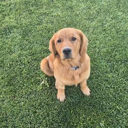 Bubbles - Dark golden female Golden Retriever puppy in Driggs, Idaho from SK Golden Retrievers