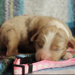 Honey - Red merle female Miniature Australian Shepherd puppy in Kissee Mills, Missouri from Clinkenbeard Kennel