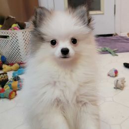 Bunny - Orange parti female Pomeranian puppy in Kettle Falls, Washington from Smallstar Puppys