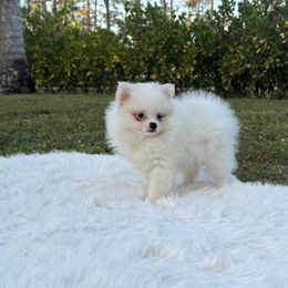 Astro - White male Pomeranian puppy in North Naples, Florida from Moon Ranch Puppies