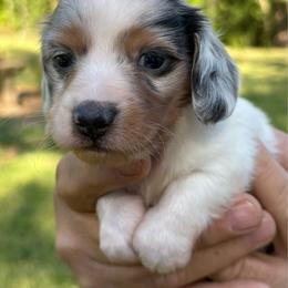 Boy 2 - Dapple male Dachshund puppy in Choccolocco, Alabama from Ace’s Doxies
