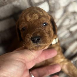 White Collar Boy - Red  male Goldendoodle puppy in Colorado Springs, Colorado from Pikes Peak Doodles