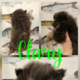 Clary - Blue and tan female Pomeranian puppy in Indianola, Iowa from Argetsinger Poms