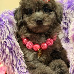 Sky - Merle female Goldendoodle puppy in Cooper City, Florida from Jenny La Bone