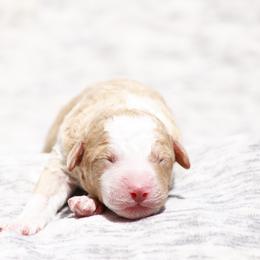 Goblin - Red male Bernedoodle puppy in Glendale, Arizona from Arizona Bernedoodles