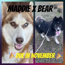 Siberian Husky puppies from Siberian Huskies-Beckham the Great