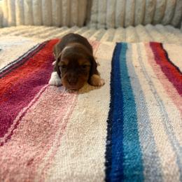 Noa - Piebald male Dachshund puppy in Cabool, Missouri from Hidden Valley Farms