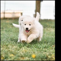 Border Collie and Maremma Sheepdog Puppies from 2J 2K Border Collies & Maremma Sheepdogs