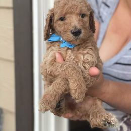 French Bulldog and Poodle Puppies from RAYO KENNELZ
