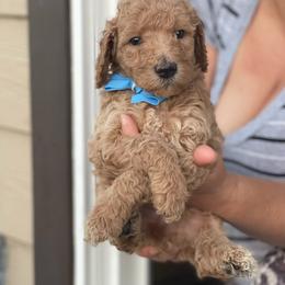 French Bulldog and Poodle Puppies from RAYO KENNELZ