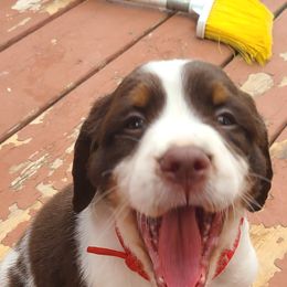 English Springer Spaniel Puppies from Homegrown Springers