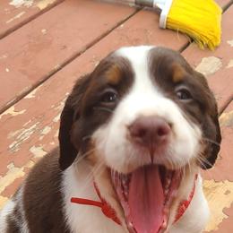 English Springer Spaniel Puppies from Homegrown Springers