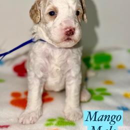 Mango - Apricot male Australian Labradoodle puppy in Beecher, Illinois from Erica’s Doodles