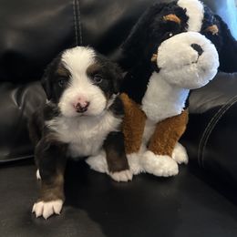 Bernese Mountain Dog Puppies from Blair Berners