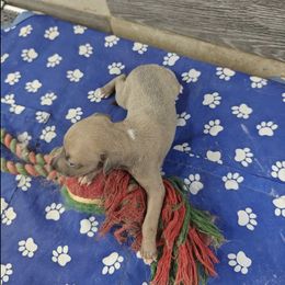 Donatella - Fawn female Italian Greyhound puppy in Duncanville, Texas from Oremor's