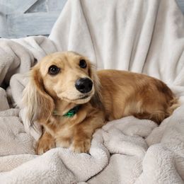 Opal - Dachshund