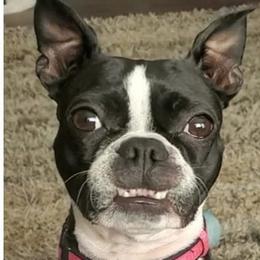 Boston Terriers from Sweet Southern Boston Terriers