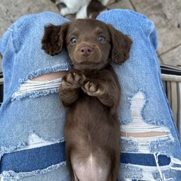 Dachshund Puppies from Twisted C’s Dachshunds