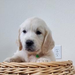 Golden Retriever Puppies from Eagle River Golden Retriever Farm