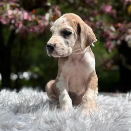 Fauna - Harlequin female Great Dane puppy in Beulah, Michigan from Northwood Euro Danes and Bassets