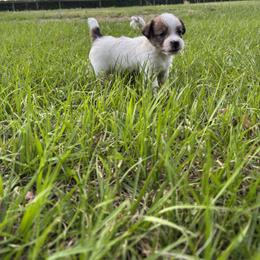 Sassy X Bruno Female 2 - White and tan female Russell Terrier puppy in Ocala, Florida from Jumping Jacks Russells