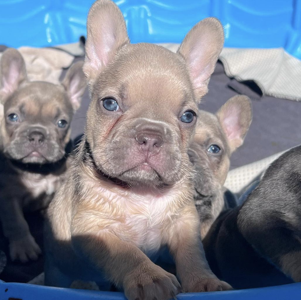 7 Tribes Devine French Bulldogs in Florida | French Bulldog puppies ...